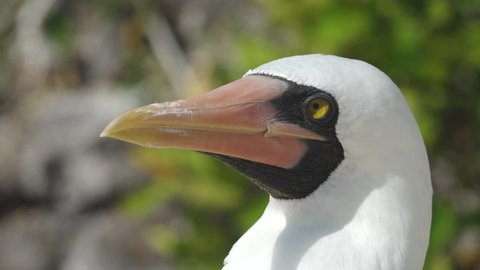 Nazca Booby Close Up Portrait with Orange Beak and Yellow Eye on Genovesa Island, Galapagos