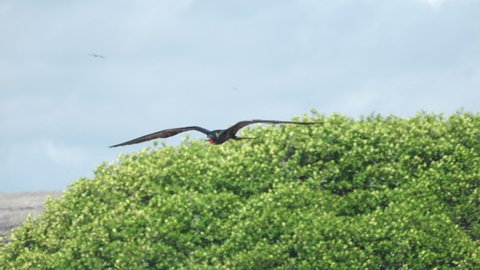 Male Frigate Bird Flying Overhead in Slow Motion Flapping Large Wings on Genovesa Island, Galapagos