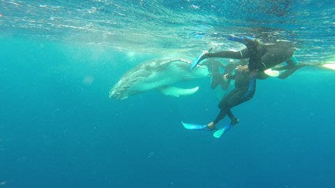 Haapai, Tonga - 07 09 2016: Diver near calf humpback whale underwater in Pacific Ocean. Swimming with Megaptera Novaeangliae whale in pure transparent water in Tonga Polynesia.