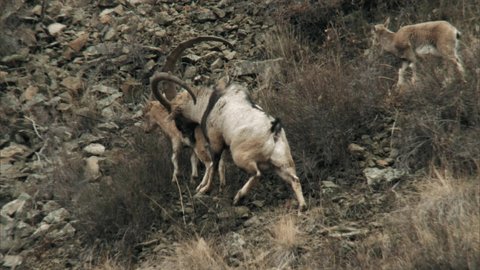 Bezoar goat, or bearded goat (lat. Capra aegagrus) is a cloven-hoofed mammal of the family of bovids (Bovidae). It is the ancestor of the domestic goat.