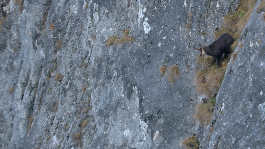 Chamois (Latin: Rupicapra rupicapra) is a cloven-hoofed mammal. The Latin name of the animal literally means "rock goat". So it is, chamois live in rocky areas, well adapted to moving around them.