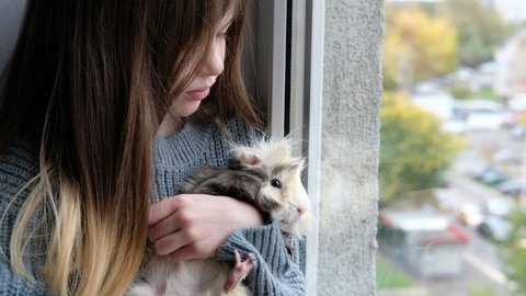 little girl sitting on the window and holding her guinea pig in her arms, love and friendship of children and animals, concept