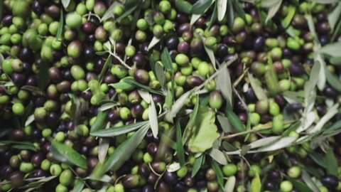 4K footage of raining just collected green and black olives crop falling in olive oil press machine reservoir. Agriculture and olive oil manufacturing eco food concept video.