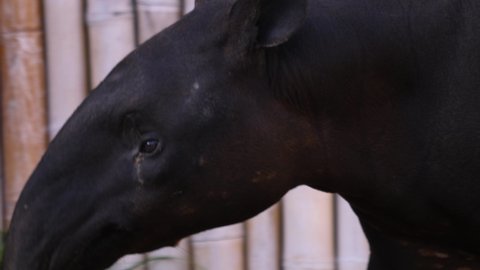 Close up of tapir head, nose and eye	