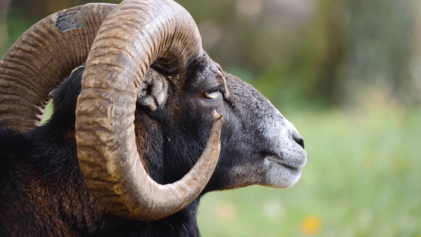 Close up of bighorn sheep mouflon head with large horns	
