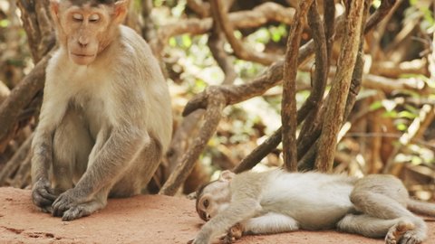 Goa, India. Bonnet Macaque - Macaca Radiata Or Zati With Newborn Sitting On Ground. Monkey With Infant Baby. Close Up Portrait.