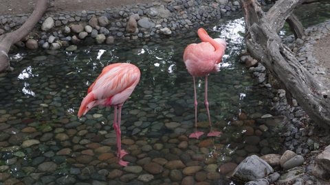 Pink Flamingos in the Amazon Jungle of Ecuador, South America - Wild Tropical American flamingo wading bird - Phoenicopteridae - Historical park in Guayaquil