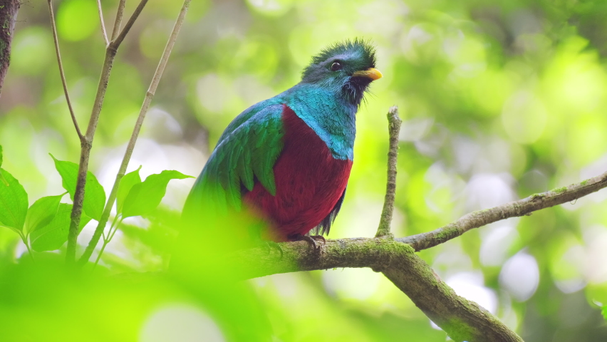 Male of Resplendent quetzal (Pharomachrus mocinno) sits on the branch in the humid forest of Monteverde National Park. Costa Rica
