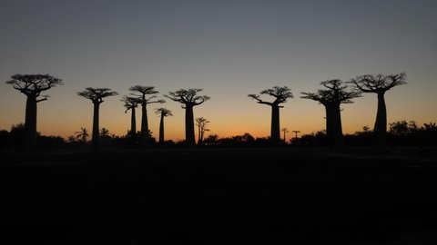 Silhouette of Baobab Trees at Sunset, Baobab Alley Madagascar