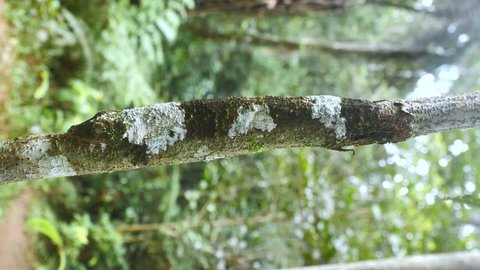 Mossy Leaf-Tailed Gecko Sit Camouflaged On Rainforest Stem During The Day