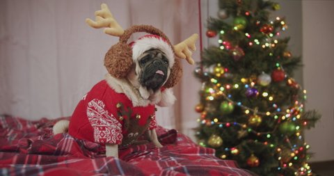 Funny cute pug dog dressed holiday red Christmas reindeer antlers and cute sweater. Funny react to owner, turning around. Dog Christmas fun concept