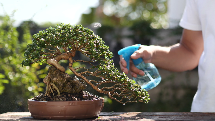 Watering Beautiful Bonsai Tree In Stock Footage Video 100 Royalty Free 1061924617 Shutterstock