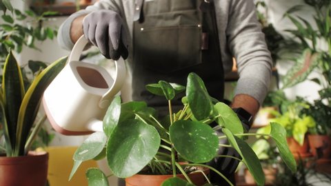 Man florist at work cleaning plants in small garden shop, male watering flowers, green home decorations, greening space design, nature at home or office, landscaping designer 