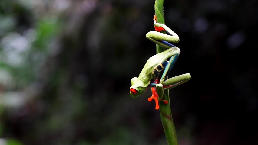 Beautiful cinematic close up view of the green frog with red eye -Agalychnis callidryas- in the Rain forest of Costa Rica | Shutterstock HD Video #1061926153