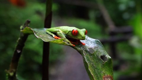 Beautiful cinematic close up view of the green frog with red eye -Agalychnis callidryas- in the Rain forest of Costa Rica