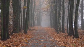foggy path in autumn forest