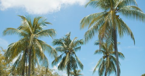 Tropical landscape with palm trees on blue sky in midday