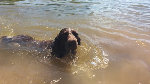 hunting dog swims in the water. pet dog swimming in lifestyle the river.