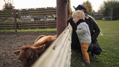 Blonde mom and son stroking a calf /cow on a farm, putting their hand through the fence. Eco farm.