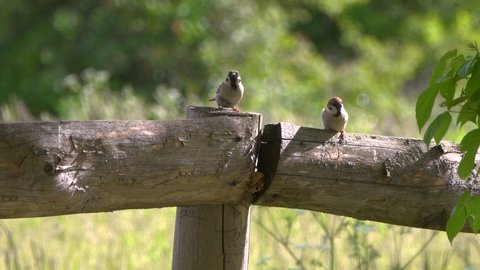 sparrows looking for food in a wooden fence, countryside. Spring season.