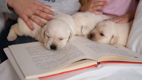 Three Cute Sleepy Labrador Retriever Puppies Lying on the Open Book. Woman with Daughter Petting Puppies while Reading. Pets and Animals Concept