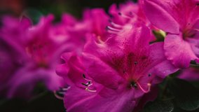 Beautiful purple Rhododendron flowers grow in botanical garden filmed in close up 4K video clip.Exotic Pinxterbloom Azalea flower in green park,royalty free footage