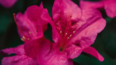 Beautiful pink Rhododendron flowers grow in botanical garden.Exotic Pinxterbloom Azalea flower filmed in green park in close up 4K video clip.Royalty free botanical videos in ultra hd resolution