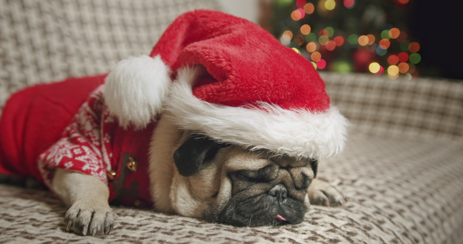 dog dressed as santa