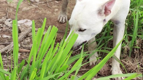 White dog chews on stevia green leaves.