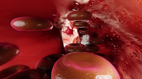 Hemostasis. Red blood cells and platelets in the blood vessel. Basic steps of wound healing process. animation. 3d render