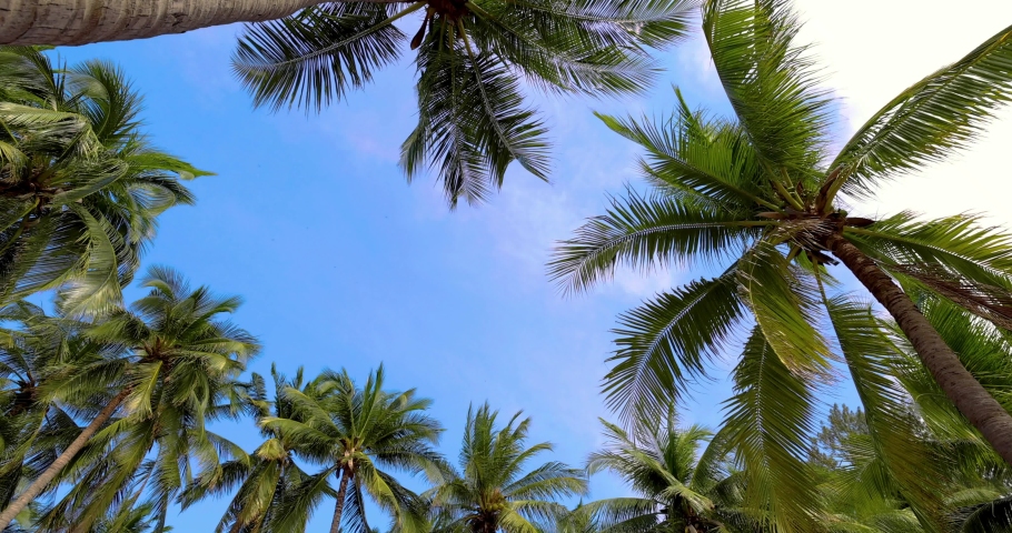 Coconut trees along a tropical beach in Thailand that are blown in the wind.