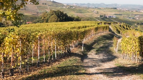 Man rides a bike on a trail among Langhe vineyards of Nebbiolo and Barbera in autumn with beautiful colors. Barolo, Piedmont, Italy.