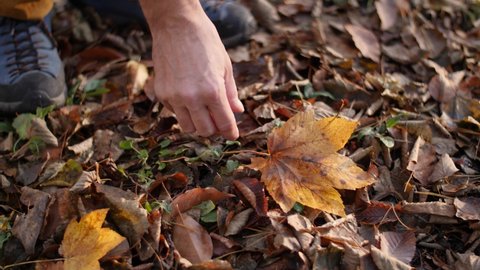 A yellow autumn leaf is being picked up from the forest floor. Male hand takes a colorful leaf from the ground that is covered in brown autumn leaves.