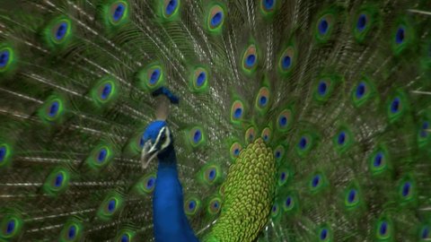 Peacock, or Indian peacock (Pavo cristatus). A characteristic feature of the male is the strong development of upper coverts, which are mistaken for a tail.