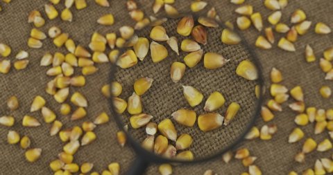 Studying through the magnifying glass of corn grain lying on burlap. Rotation grain.