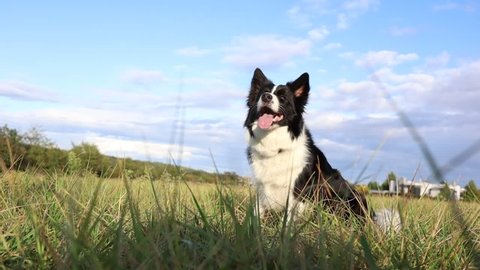 Slow Motion of Border Collie with Tongue Out Jumping on the Field during Sunny Day. Close-up of Adorable Black and White Dog being Active Outside.