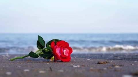 Cute artificial rose lies on sand against running waves