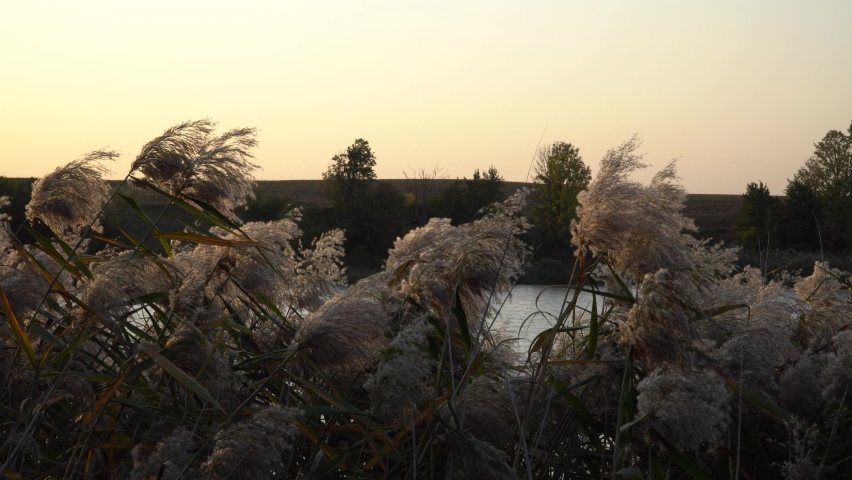 Reed grass heads swinging in wind. A beautiful wild nature scene in sunset time at lake shore in evening. Sunlight shining to the grassy shore of the water reservoir.