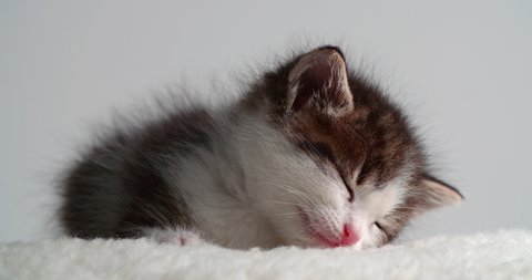 Sleeping small kitten on white pillow and background