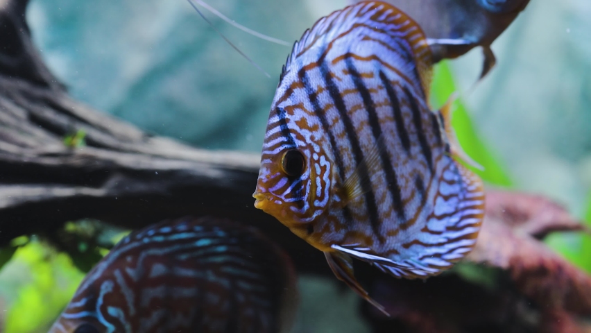 Close up view of gorgeous tiger turks discus aquarium fish. Hobby concept. | Shutterstock HD Video #1061967169