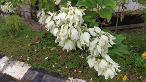 footage of the white mussaenda pubescens plant