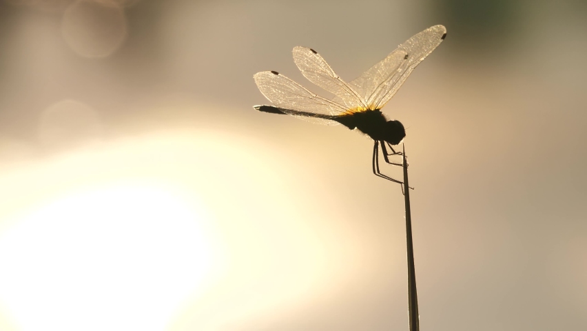 The silhouette of Dragon Fly on tree branch during the sun, Damselfly,Insects,Macro dragonfly, | Shutterstock HD Video #1061967883