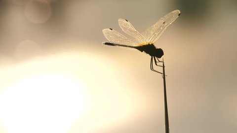 The silhouette of Dragon Fly on tree branch during the sun, Damselfly,Insects,Macro dragonfly,