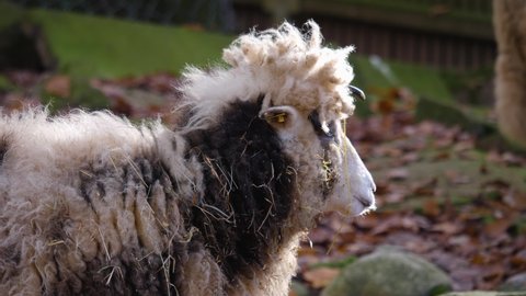 82 Jacob Sheep Stock Video Footage - 4K and HD Video Clips | Shutterstock