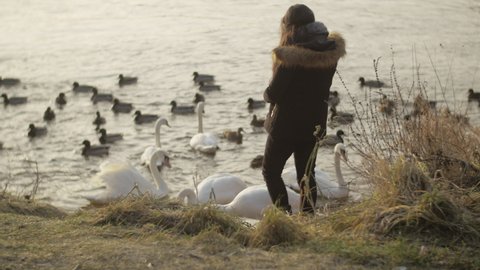 Girl taking care of a group of swans and ducks near a lake. Young female is feeding the birds with bread crumbs and thinking about life at sunset.