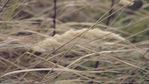 Yellow dry grass sways in gusts of wind