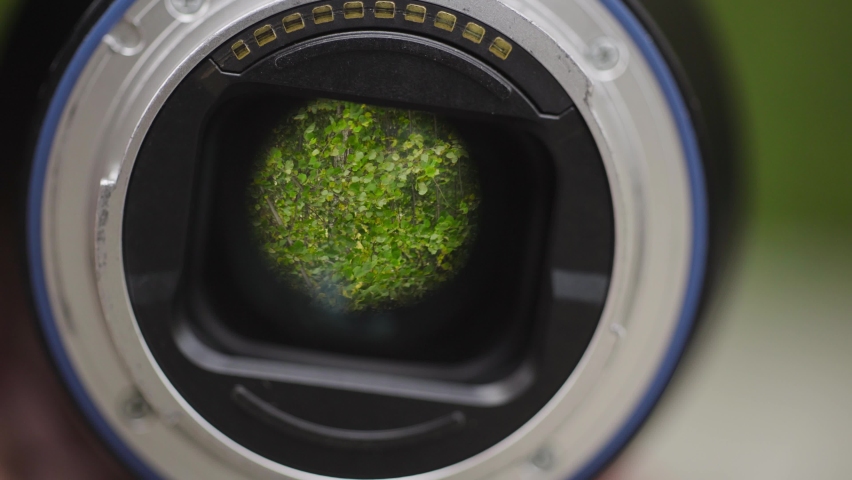 Green trees reflected in camera lens. Action. Camera lens is aimed at green branches of trees rustling in wind. Close-up of green leaves reflected in lens