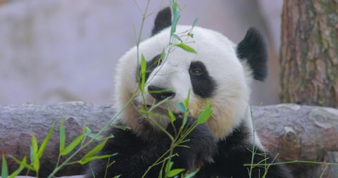 Giant panda (Ailuropoda melanoleuca) also known as the panda bear or simply the panda, is a bear native to south central China.