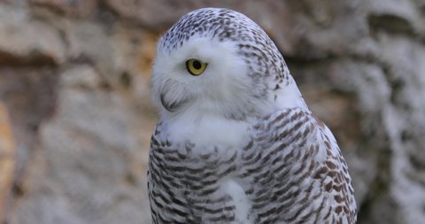 Snowy owl (Bubo scandiacus) is a large, white owl of the true owl family.