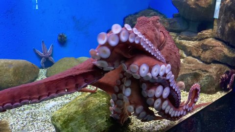 The octopus moves on the glass in the aquarium with the help of tentacles.  Wild octopus of bright red color close-up.  Oceanarium.  Excursion with children.